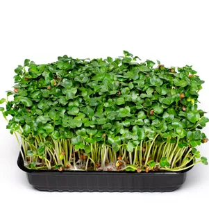 

Набор микрозелени Дайкон на 10 проращиваний (лоток, коврики, семена)