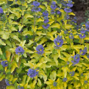 

Кариоптерис Голд Крест