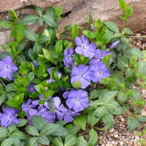 Барвинок малый Сенг 390₽