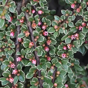 Кизильник горизонтальный Вариегатус 450₽