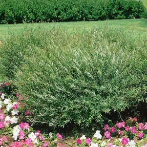 Ива Нана пурпурная 199₽