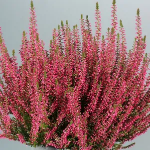 Вереск Атен 690₽