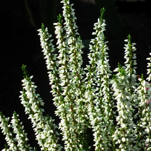 Вереск Хелена 690₽