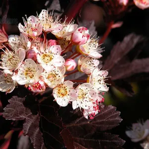 Пузыреплодник Саммер Вайн 220₽