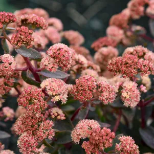 Очиток седум Рокн Гроу Тирамису 340₽