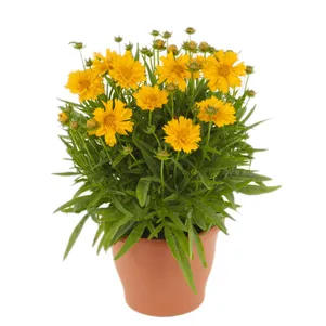 

Кореопсис Дабл зе Сан