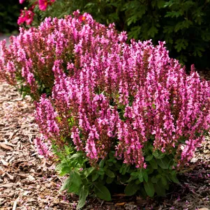 

Шалфей (сальвия) дубравный Роуз Квин