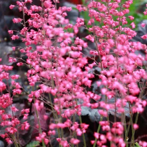 

Гейхера Флауэр Карпет