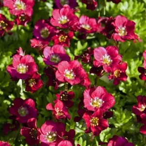 

Камнеломка Хардер Цверг