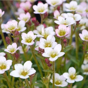 

Камнеломка Арендса Пикси Пан Эппл Блоссом