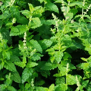 

Мята Строуберри Минт (Земляничная мята)