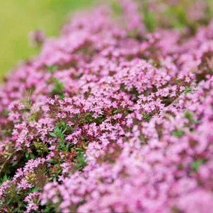 

Тимьян Халл Вар. Роза ранний