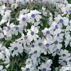 Флокс Фарао Блю Ай шиловидный 390₽