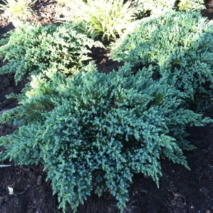 Можжевельник чешуйчатый Ханнеторп 990₽