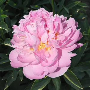 Пион Ла Донна 1450₽