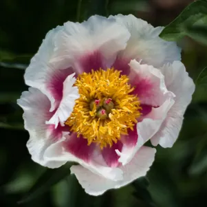 Пион Афина 1450₽