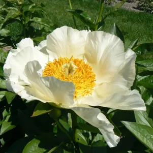 Пион Мунрайз 1250₽