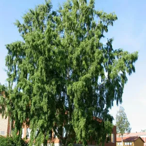 

Береза повислая Далекарлика