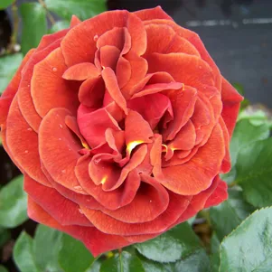 

Роза Браун Велвет флорибунда, Imperial Rose