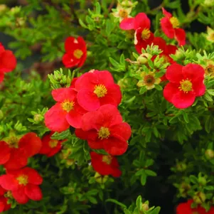 

Лапчатка Ред Робин кустарниковая