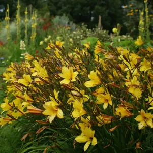 Лилейник Корки 450₽