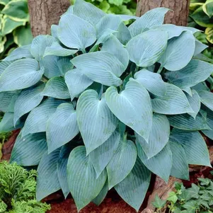 Хоста Корулеа Блю L 280₽