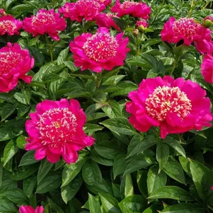 Пион Кукус Нэст 990₽