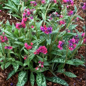 Медуница Марджери Фиш 460₽