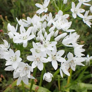 

Лук декоративный Неополитанский 20 шт