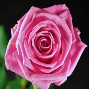 Роза Аква 390₽