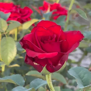 Роза Эксплорер