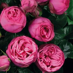 Роза Пинк Пиано чайно-гибридная 390₽