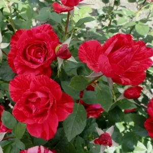 

Роза Ред Интуишн чайно-гибридная