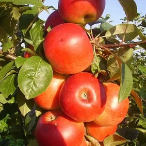 Яблоня Сабрина 390₽