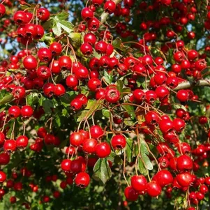 

Боярышник кроваво-красный