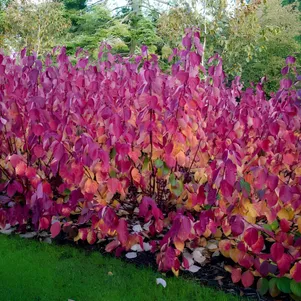 

Дерен Сибирика белый