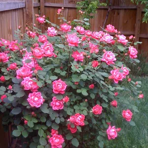 

Роза Дабл Пинк Нокаут Мейян (лиц)