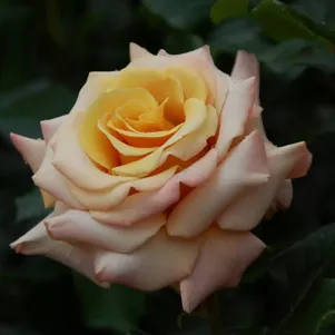 Роза Сингинг ин зе Рейн