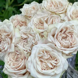 

Роза Вестминстер Эбби