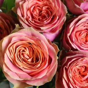 Роза Вайлд Лук 390₽