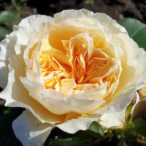 

Роза Ликухоталу