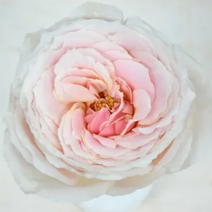 

Роза Тсумуги