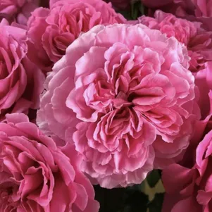 Роза Принцесса Мейко 330₽