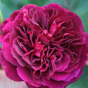 

Роза Традескант