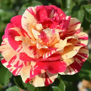 

Роза Ванилла Фрайз