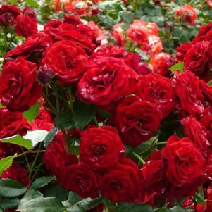 

Роза Байкал