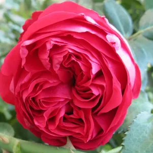 Роза Эрик Таберли шраб 390₽