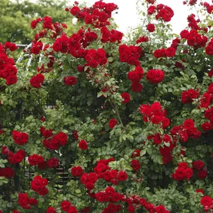 Роза Амадеус плетистая 390₽