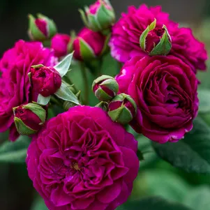 

Роза Перпл Лодж кустарниковая шраб