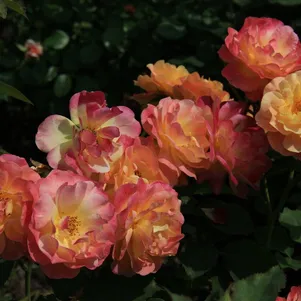 

Роза Приер Де Сан-Косм